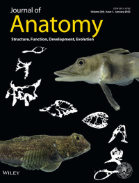 Journal of Anatomy ; Volume 240 Issue 1, 2022