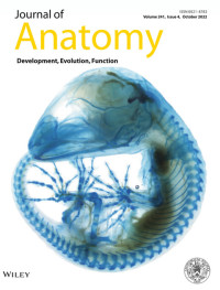 Journal of Anatomy ; Volume 241 Issue 4 Oct 2022